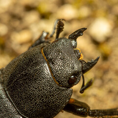 inseto, besouro, macro, natureza, besouros, 
