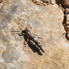 nseto, gafanhoto, animais, natureza, macro, fauna, 