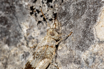 nseto, gafanhoto, animais, natureza, macro, fauna, 