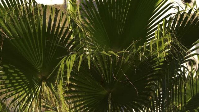 Green tropical palm stir in windy weather at sunset
