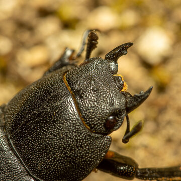 inseto, besouro, macro, natureza, besouros, 