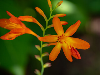  natureza, flor, planta, macro, jardim