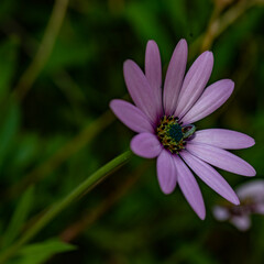  natureza, flor, planta, macro, jardim