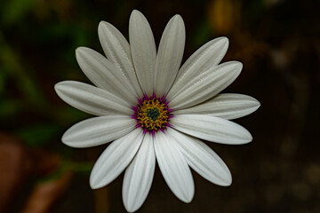  natureza, flor, planta, macro, jardim