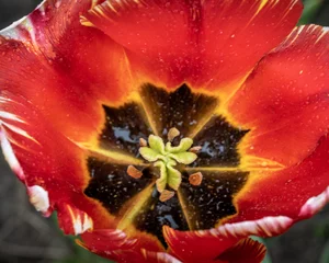 Light filtering roller blinds Red Tulip at Windmill Island Gardens,  Holland, MI
