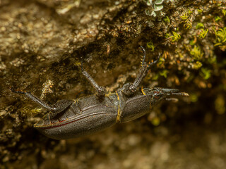 inseto, besouro, macro, natureza, besouros, 