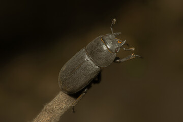 inseto, besouro, macro, natureza, besouros, 