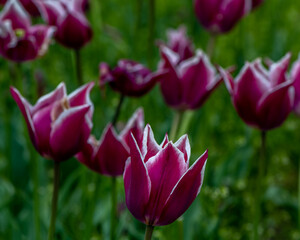 Naklejka premium Lily Rosa Tulips, Window on the Waterfront, Holland, MI
