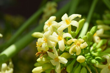 Fototapeta premium Papaya flowers in garden, nature food flora outside fruit bloom pollen