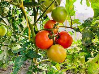 Ripe red tomatoes on a branch. Growing tomatoes.