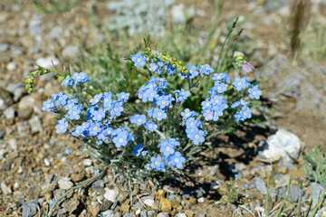 Close-up forget-me-not flowers.