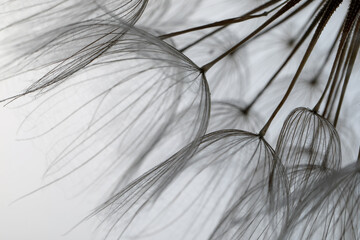 Beautiful fluffy dandelion flower on light background, closeup
