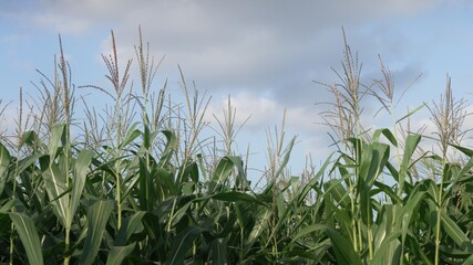 the green tops of corn bushes are swaying in the wind against the background of a beautiful blue sky and white light clouds. A large corn plantation illuminated by a golden warm light.