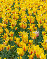 Hocus Pocus Tulips, Veldheer Tulip Gardens, Holland, MI