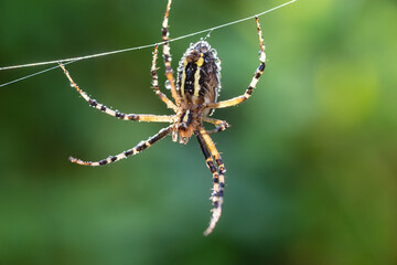 Yellow-black spider in her spiderweb - Argiope bruennichi