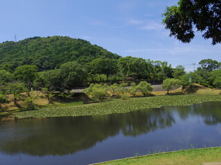 Fototapeta premium 王子池(愛媛県西予市宇和運動公園)