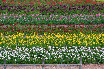 Tulips at Veldheer Tulip Gardens, Holland, MI