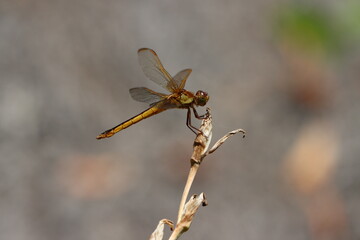 Profile of a Needham's skimmer dragonfly at rest