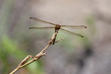 Face to face with a Needham's skimmer dragonfly