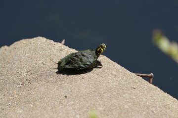 A Florida red-bellied turtle resting in South Carolina sunshine