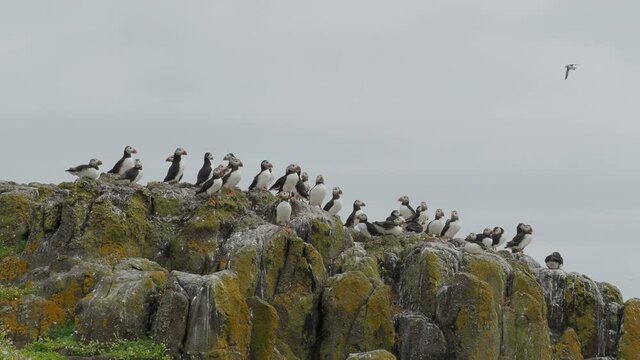 A large group of Puffins (Fratercula arctica) on the Isle of May, Scotland.