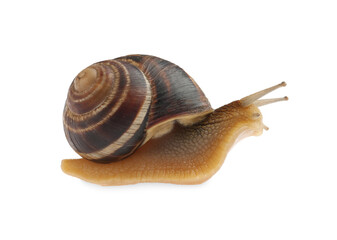 Common garden snail crawling on white background