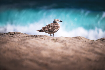 Seagull on the beach sand against the sea