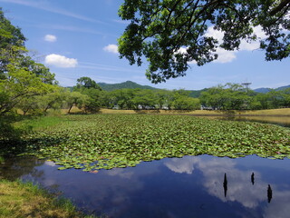王子池(愛媛県西予市宇和運動公園)