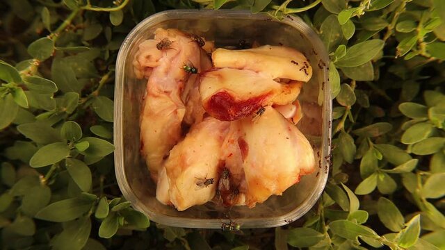 Insects on fresh meat in a dish in the garden.
Housefly (Musca domestica), common green bottle fly (Lucilia sericata) and worker ants are eating.
House fly, flies.
Insect, bugs, bug.
Animals, animal