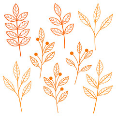 Autumn plants leaves  vector illustration