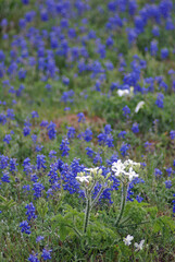 Texas Bluebonnets in Springtime