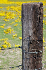 Sour Weed and Barbed Wire