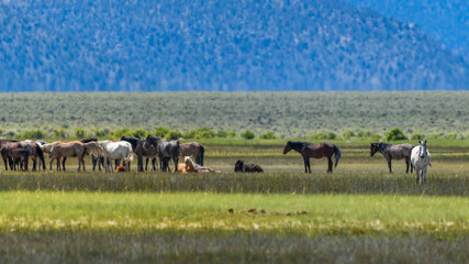 Wild Horses