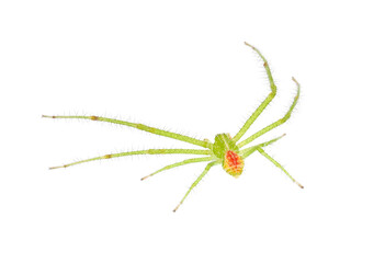 Crab spider isolated on white background, Heriaeus sp.
