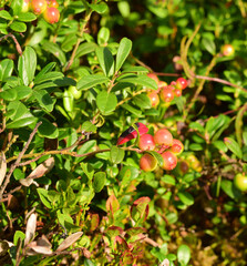 unripe cranberry berries on a bush in summer