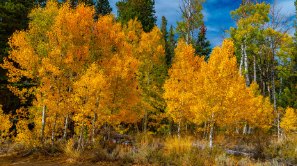 autumn landscape with trees