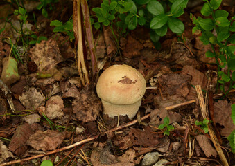 edible mushroom in the summer in the forest