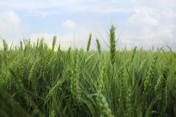 Beautiful view of field with ripening wheat