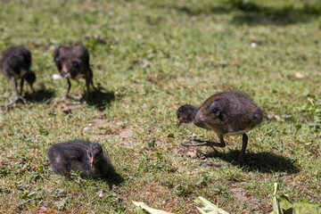 Wild geese looking for food in the park