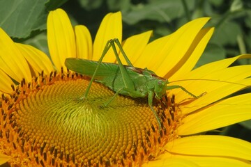 Green locust on sunflower in the field, closeup