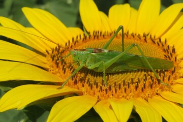 Green locust on sunflower, closeup