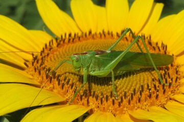 Green locust sitting on sunflower in the field, closeup