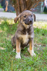 Funny little shelter puppy