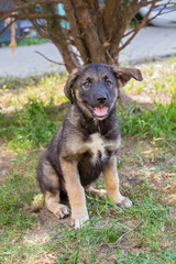 Funny little shelter puppy