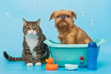 Cat and dog wash together