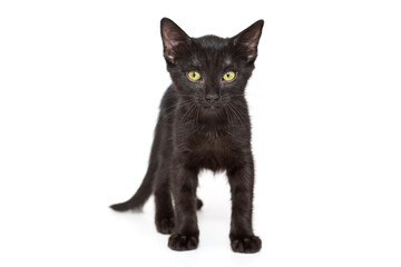 Obraz premium Small black kitten of 3 months