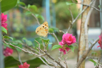 Yellow doted butterfly on bramch of pink flower