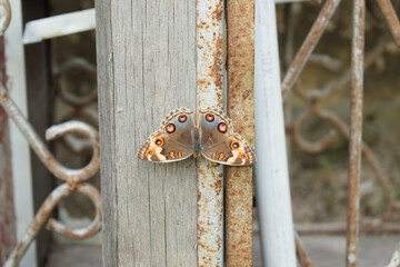 Brown black doted butterfly on a wood