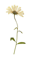 Wild dried meadow flower on white background