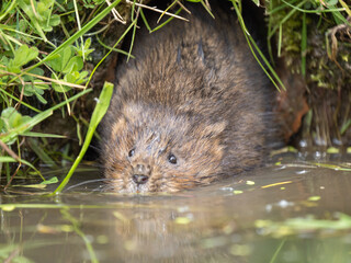 Water Vole Swimming